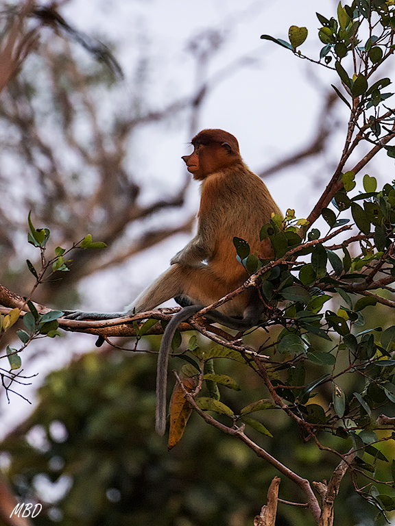 Qué le pasará por la cabeza?
