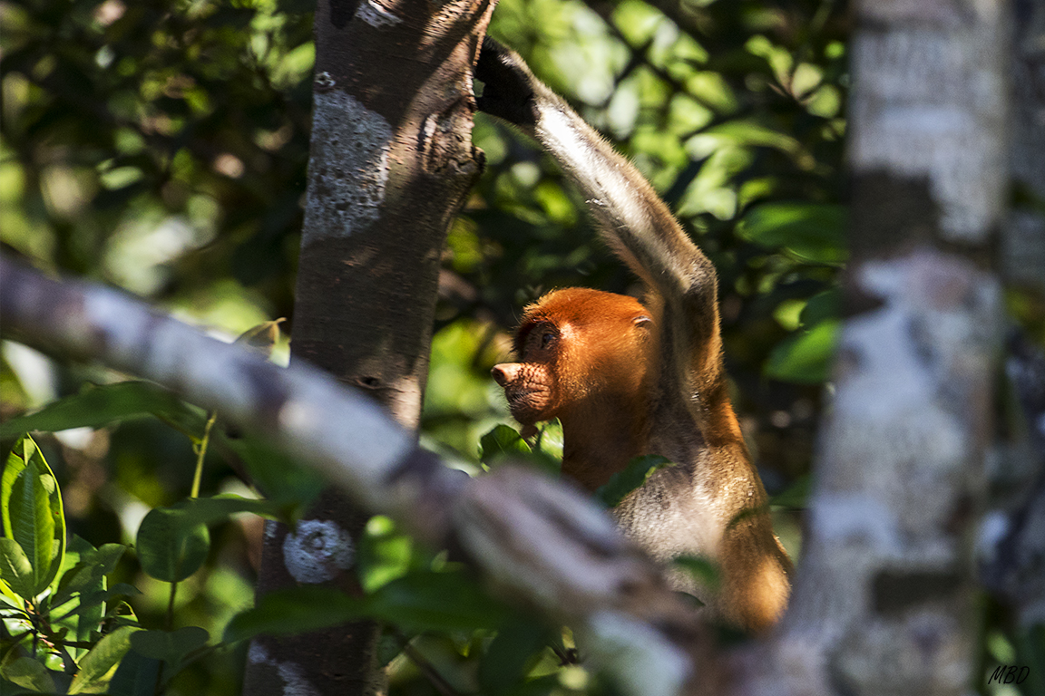 Aunque algunas hay que rescatarlas entre ramas