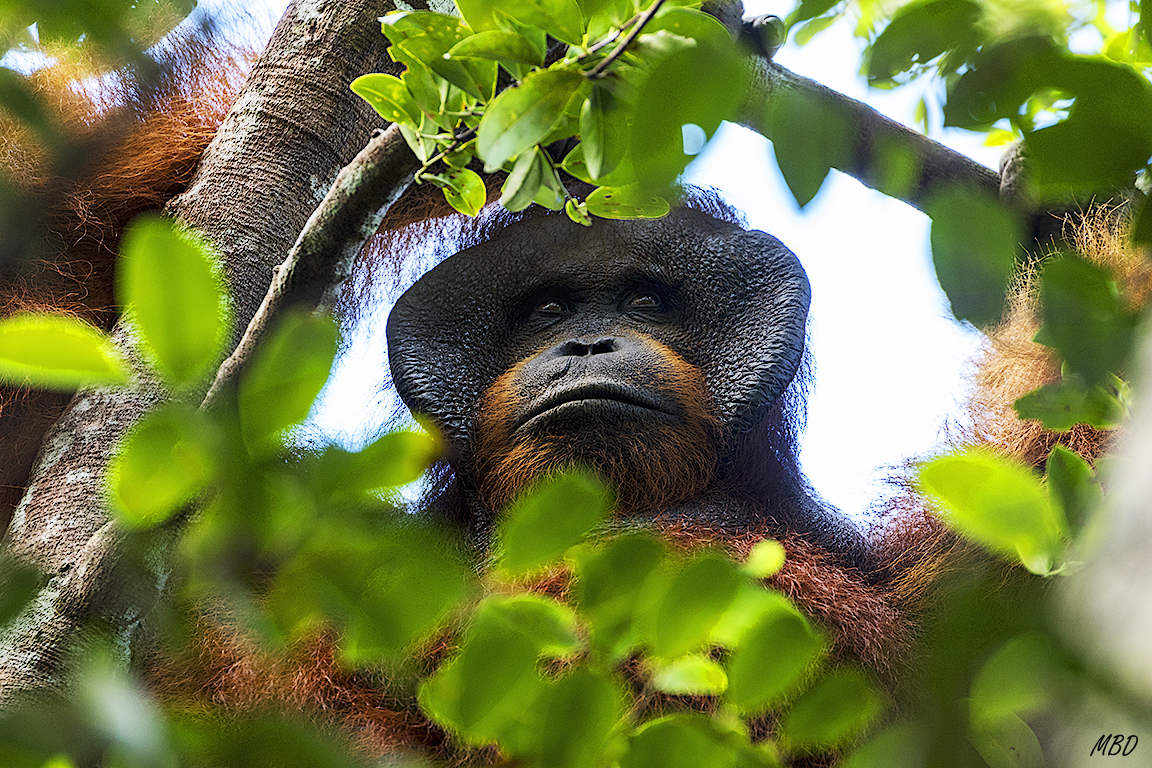 Pondok tanguy. Punto de alimentación suplementaria