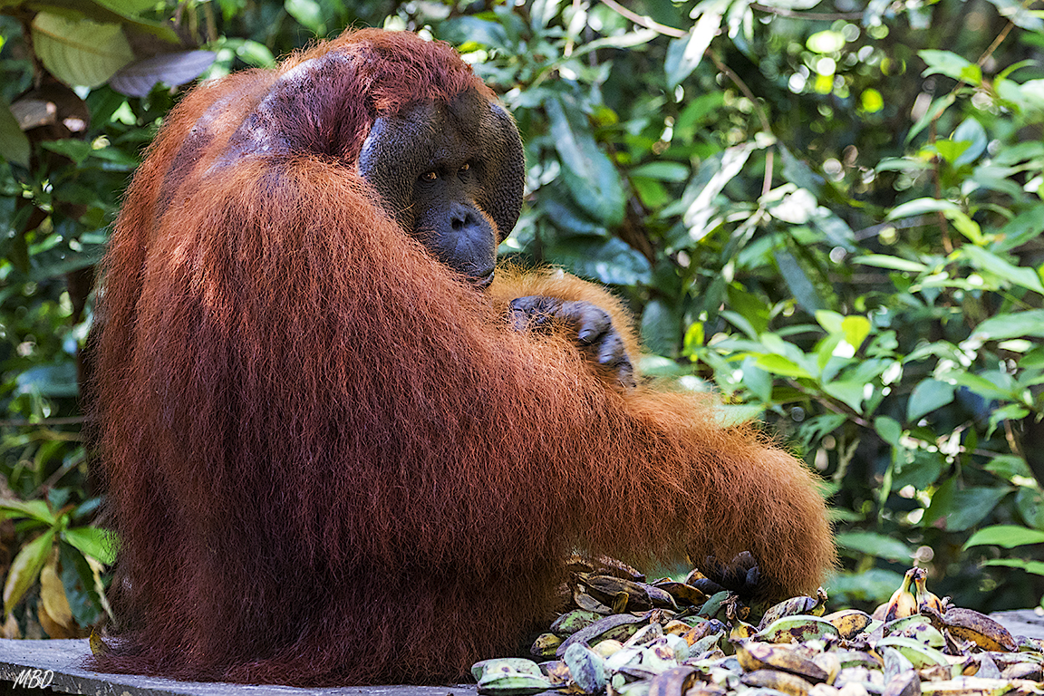 No nos ignora, pero está tranquilo