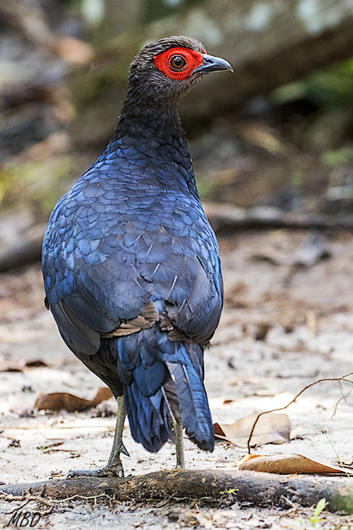 Un visitante sale de la espesura