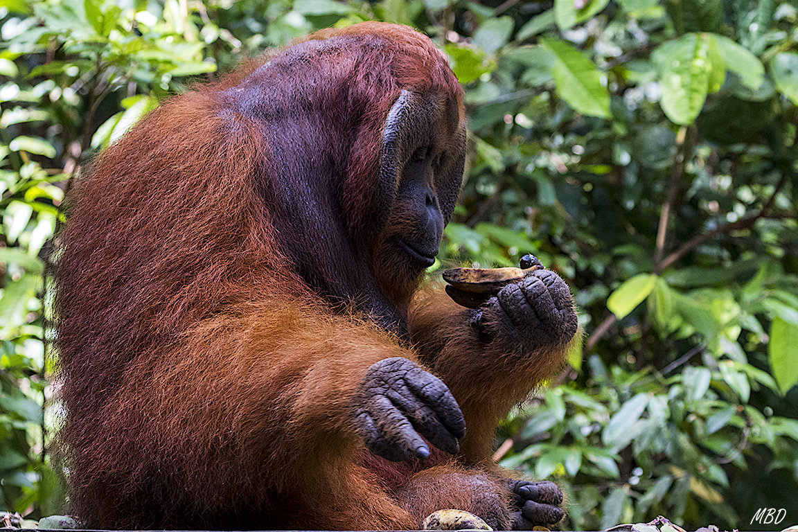 El macho se alimenta con calma