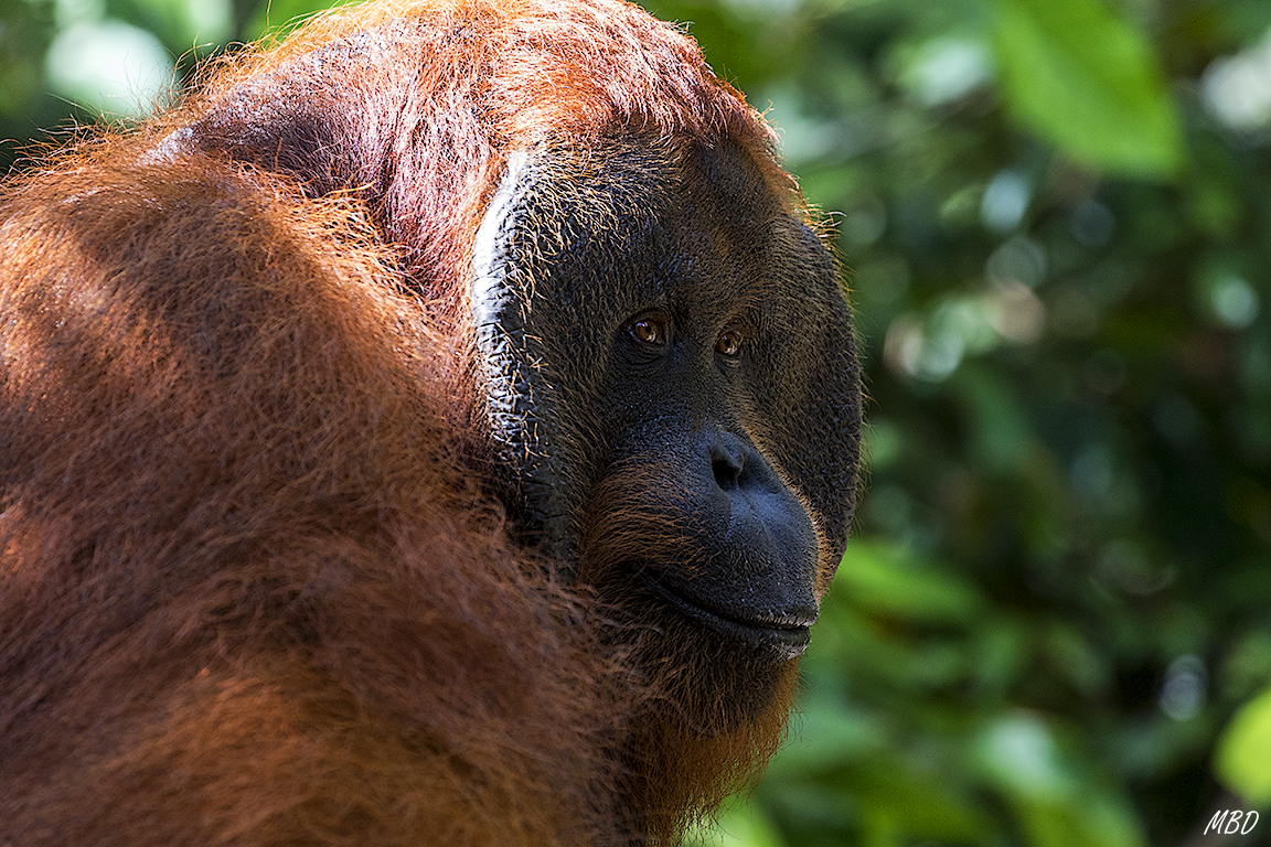 Esos ojos te enganchan