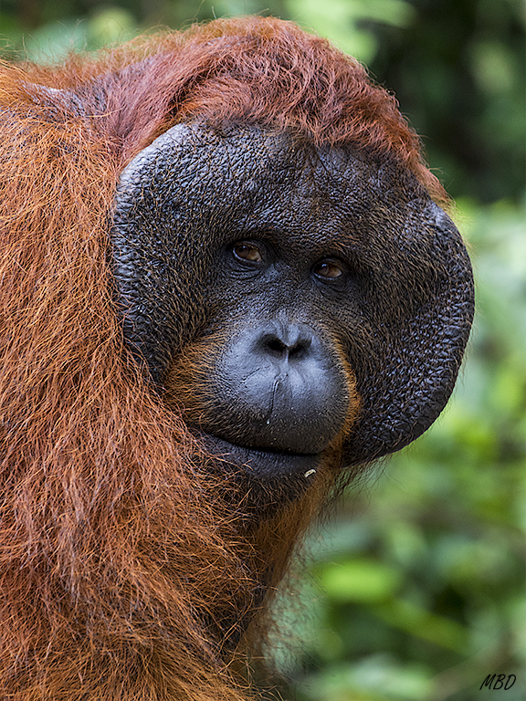 Déjame hacerte fotos...