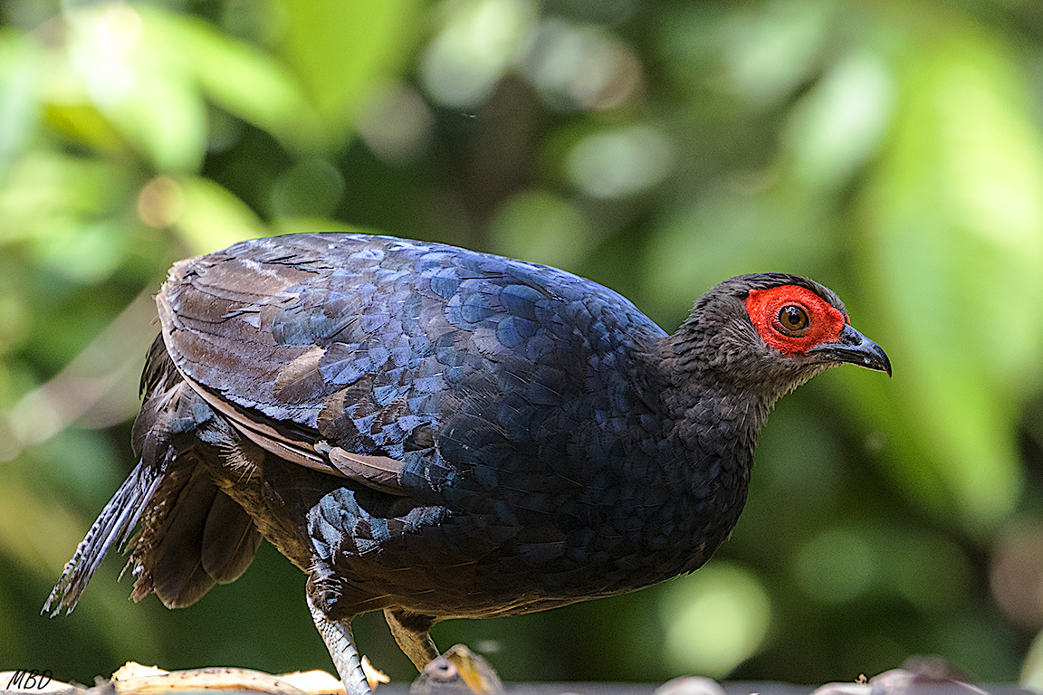 Entre perdiz y faisán, sube a comer