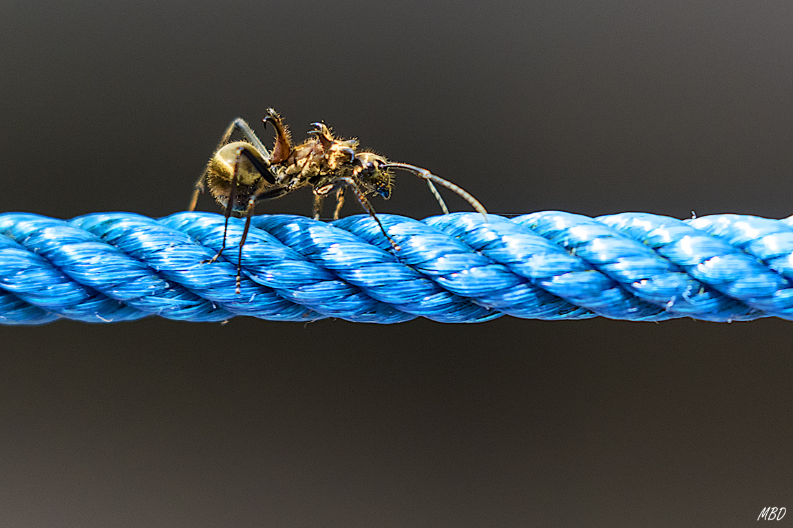 Los invertebrados también reclaman atención