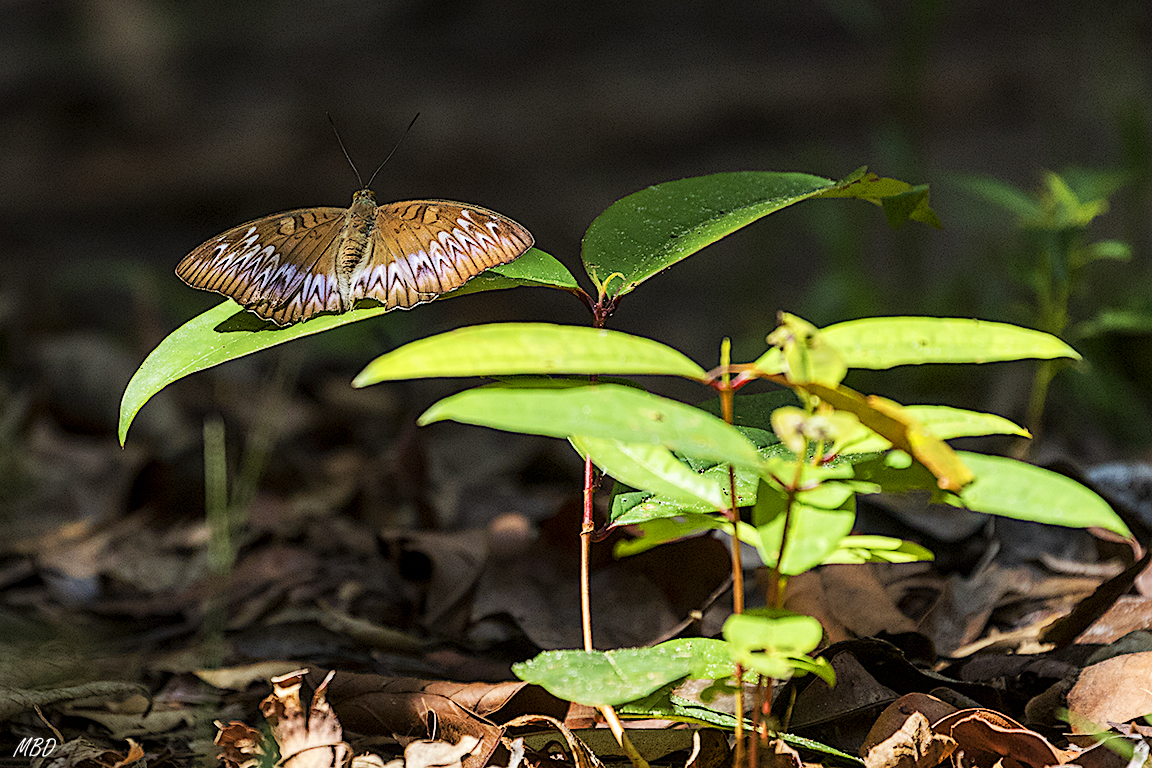 Una mariposa se posa lejana