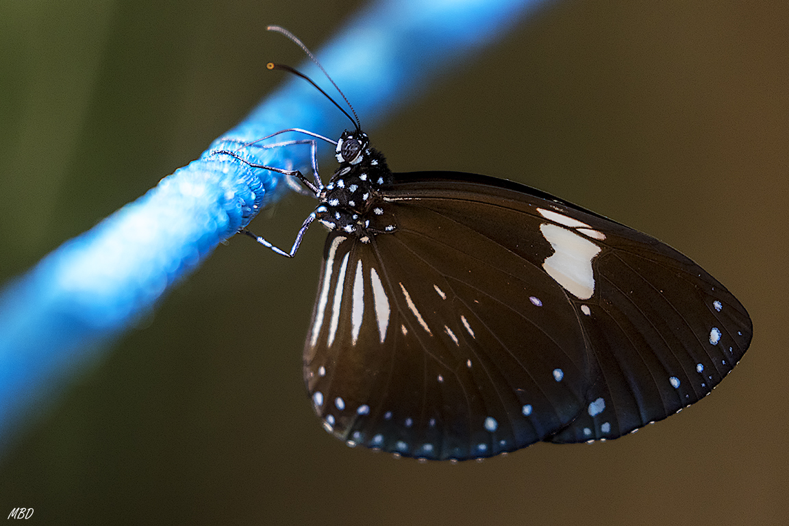 Esta es espectacular