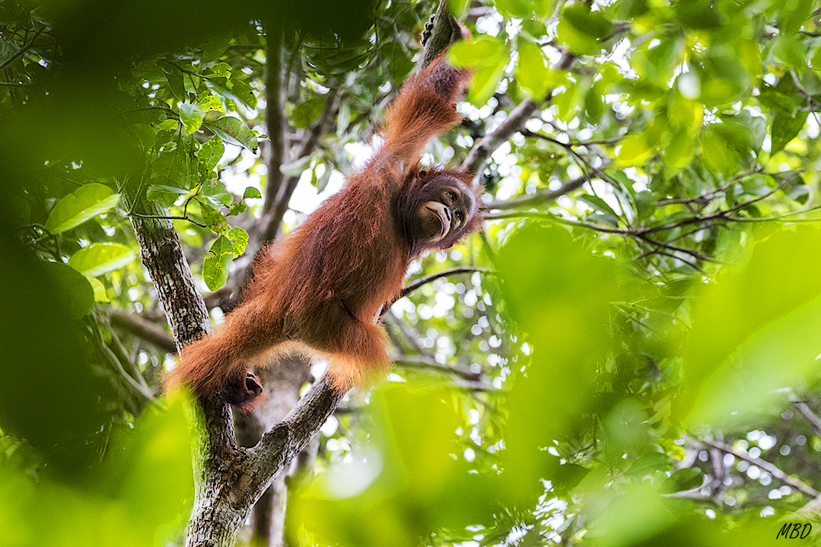 Alguien llega a través de las copas de los árboles