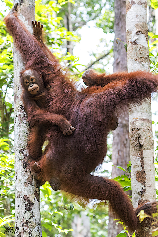 Sus largos brazos no encajan en el encuadre!