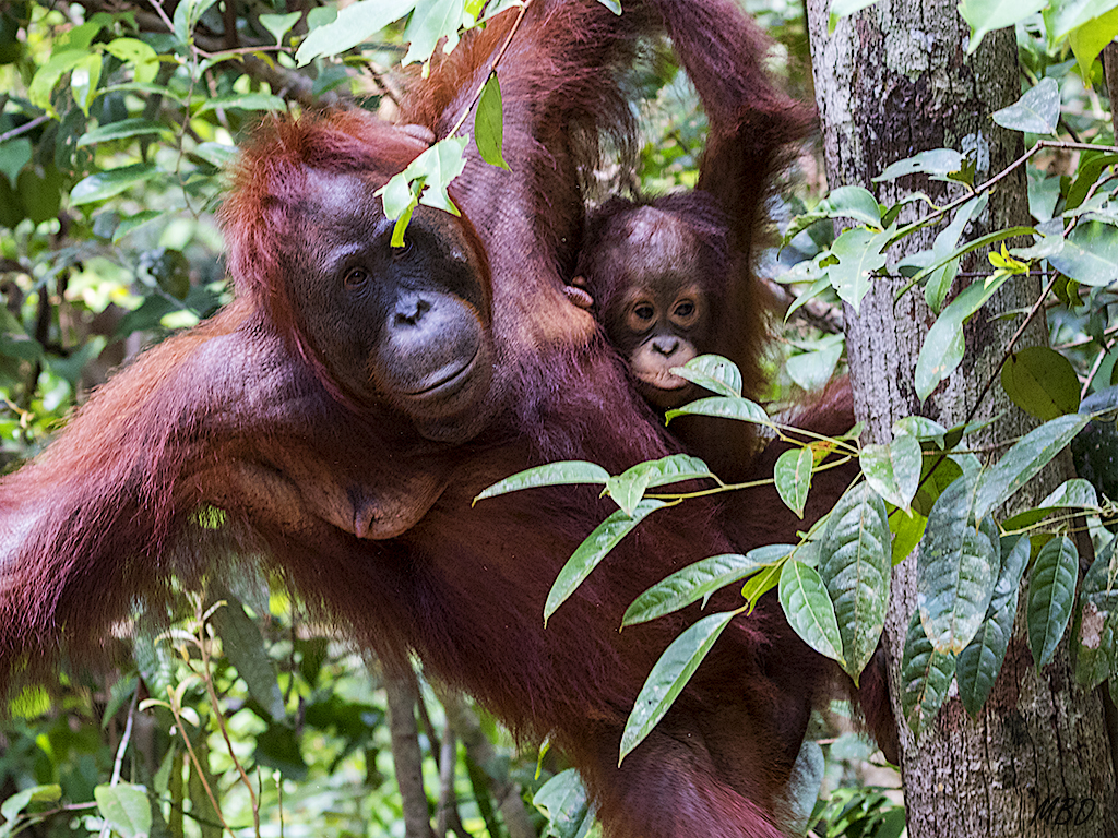 Poco a poco, descienden