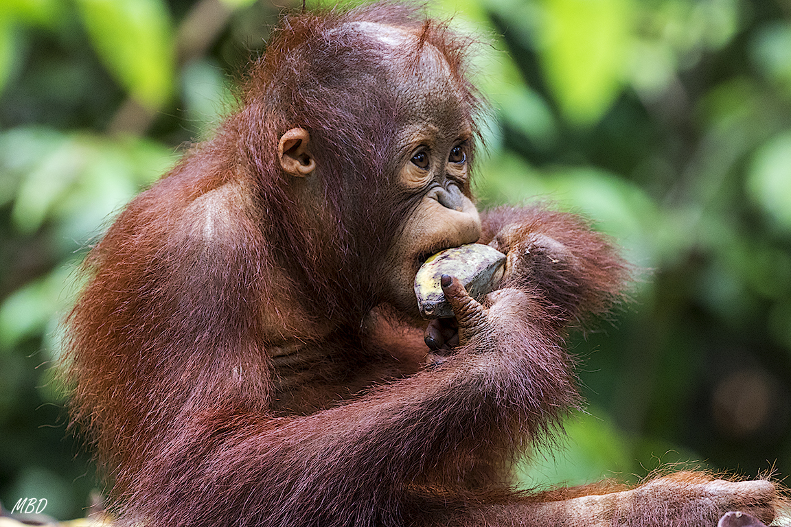Los ojos son expresivos