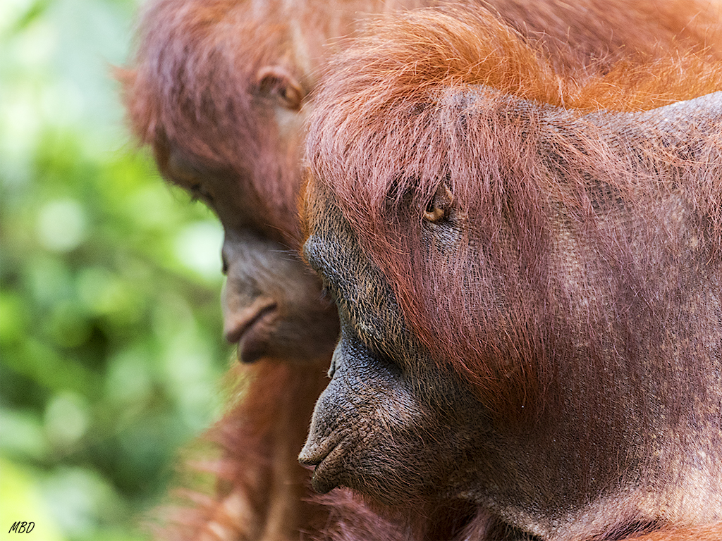 Su simetría recuerda al eco