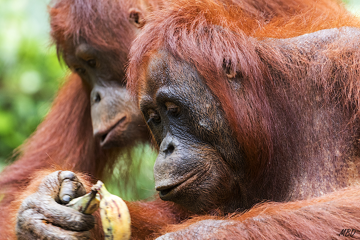 Es la hembra y un jovencito