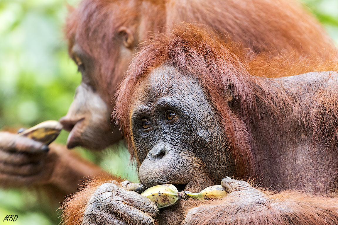 Les viene bien este alimento suplementario