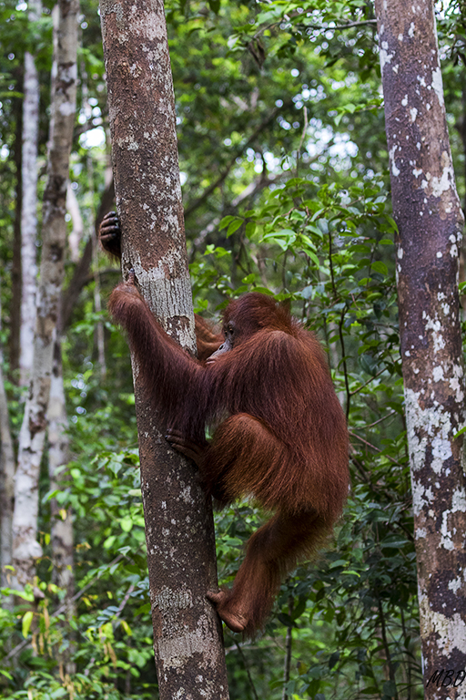 Ir y venir de los troncos a la plataforma