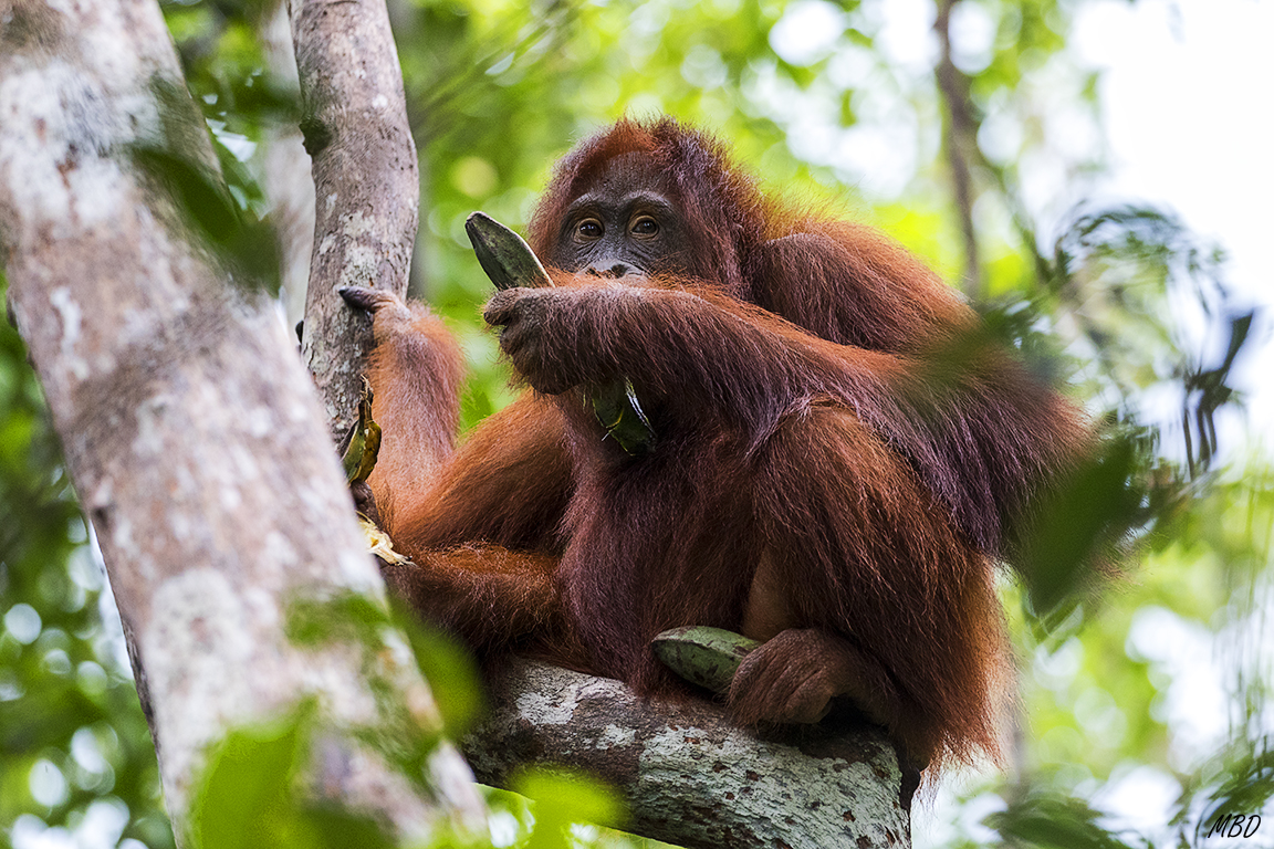 Hay quien prefiere alimentarse arriba en los árboles