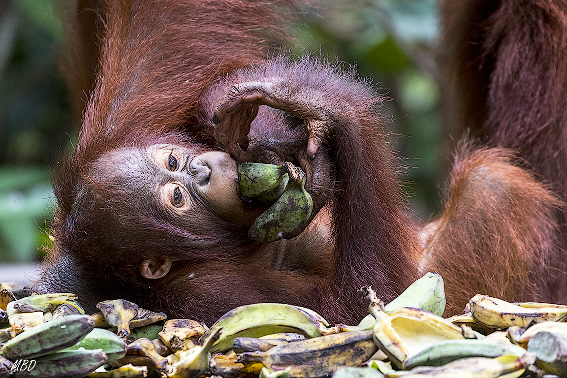 El pequeño permanece relajado con su madre