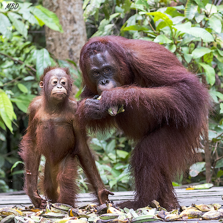 El pequeño curioso...