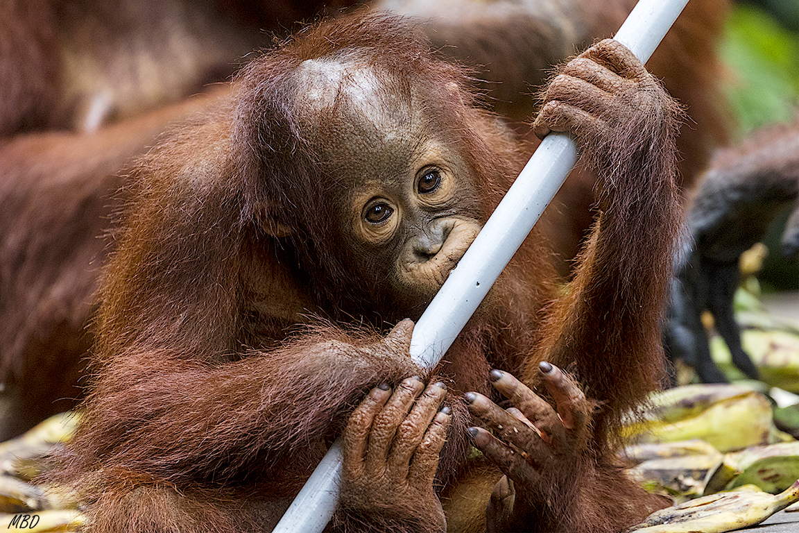 Y vuelven los juegos