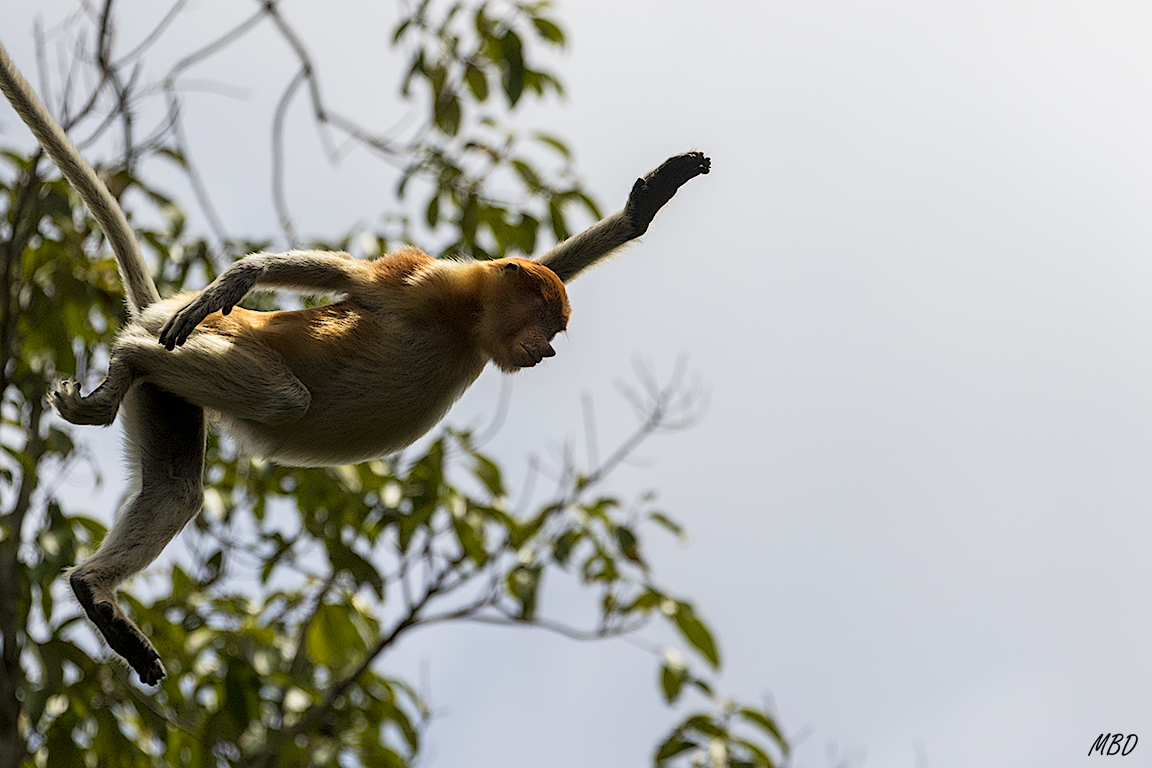 Qué difícil captar sus saltos!