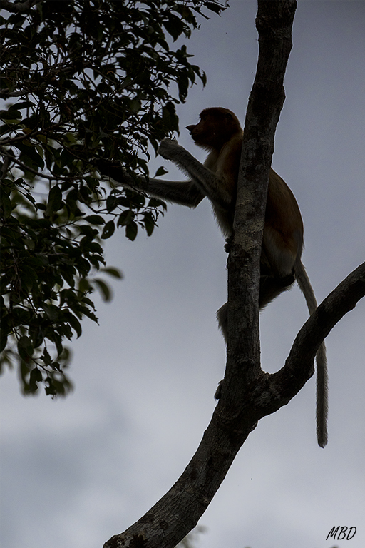 También el contraluz da juego