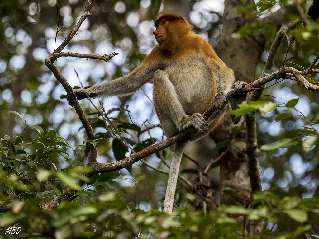 Este joven macho capta nuestra atención