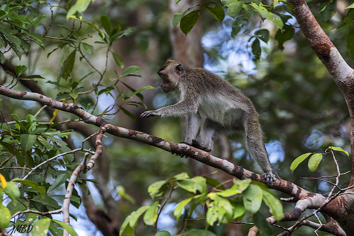 Más fugazmente, los macacos se dejan ver