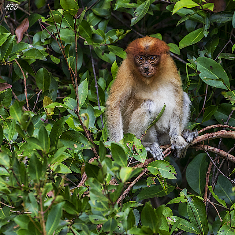 Los ojos de este pequeño nos analizan