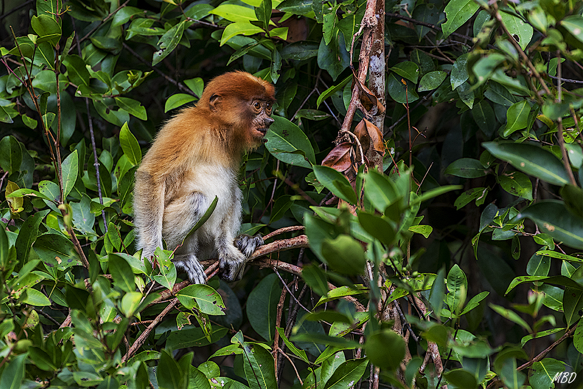Su naricilla aún diminuta
