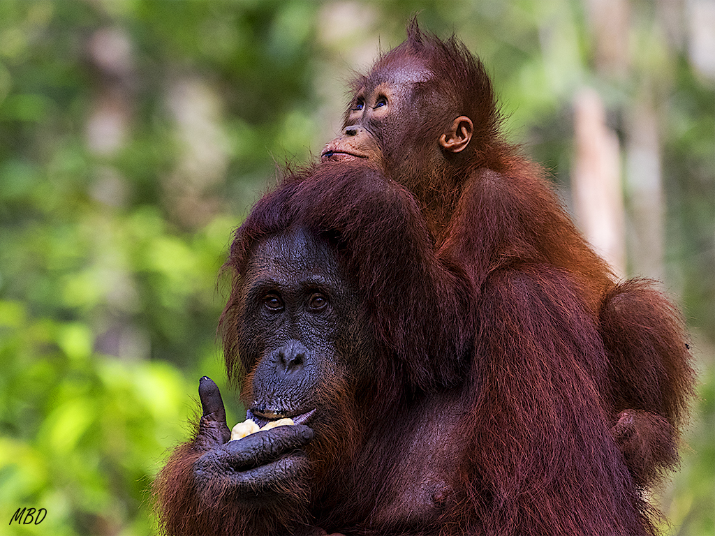 Camp leakey. Punto de alimentación suplementaria
