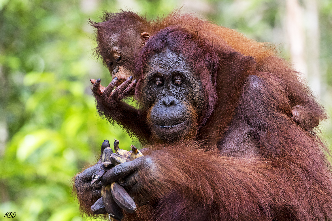 Les viene bien este suplemento