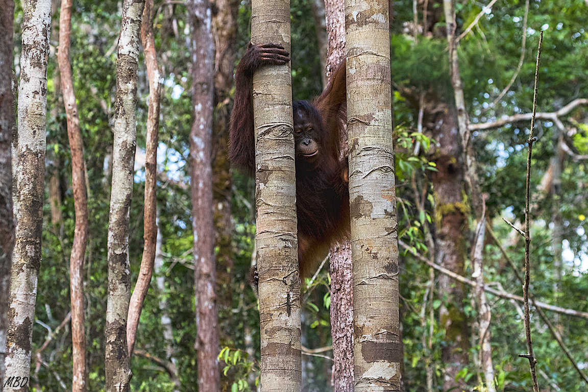 Parecen lentos, pero no.