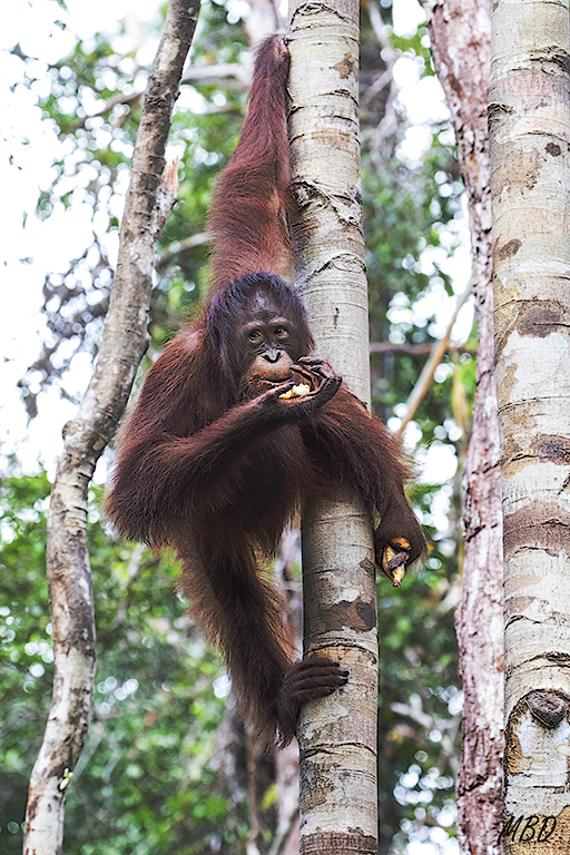 Colgado sin esfuerzo