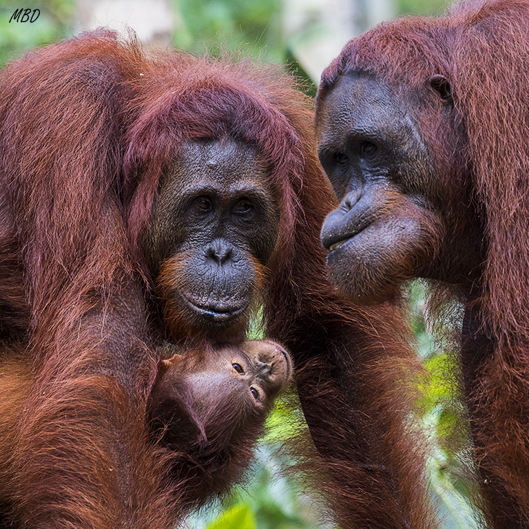 Trato de captar ese diálogo visual