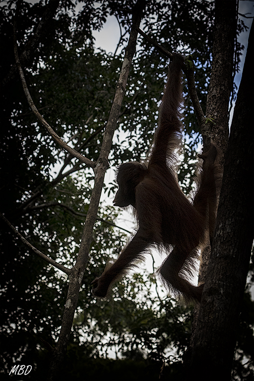 Mientras, en los árboles, persigo siluetas