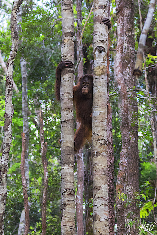 Y los veo deambular arriba y abajo