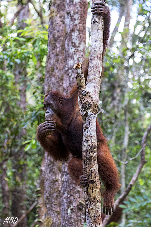 Qué facilidad para subir, bajar, colgarse...