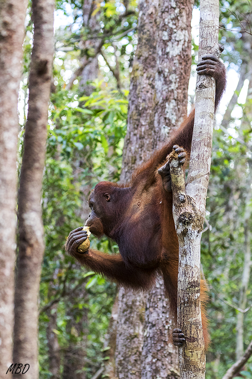 Come la fruta sin prisa