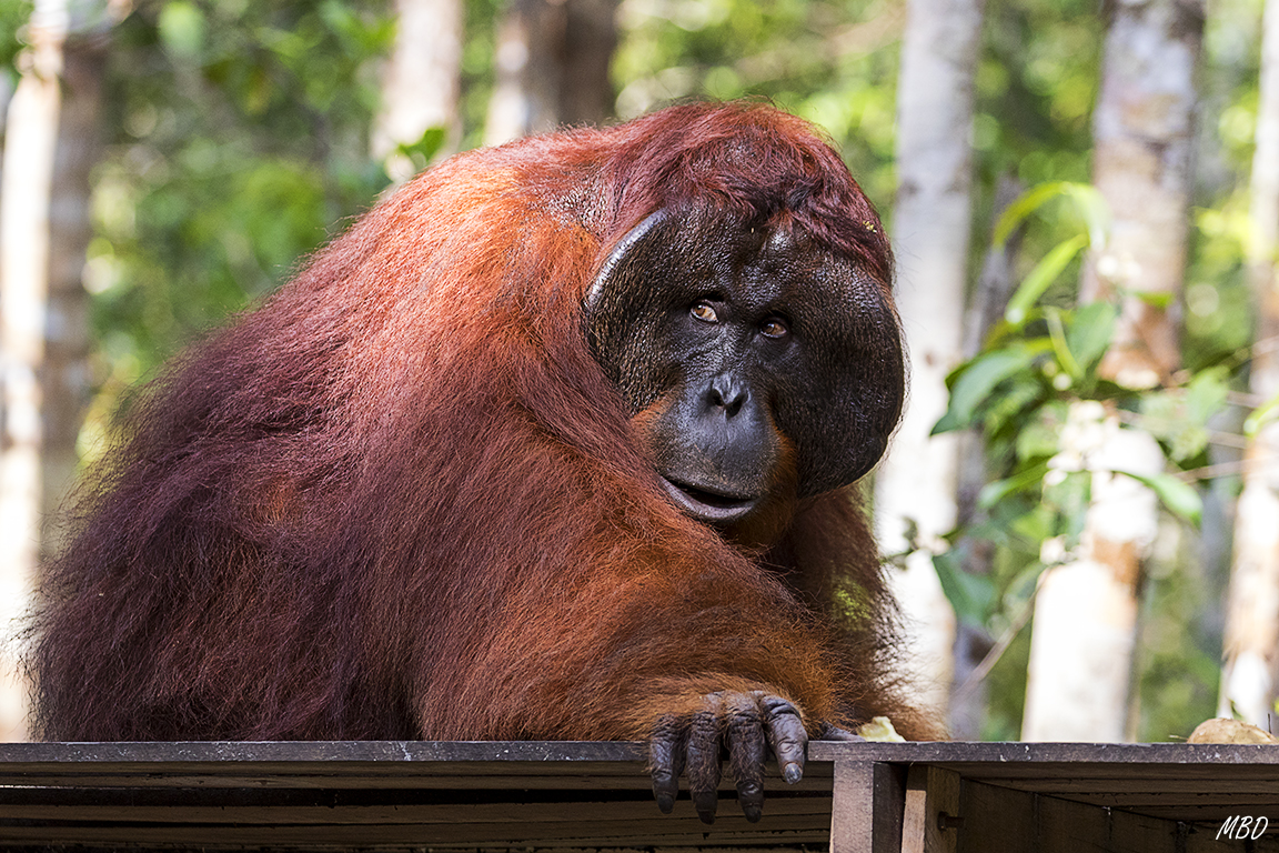 No suele presentarse, ha habido suerte