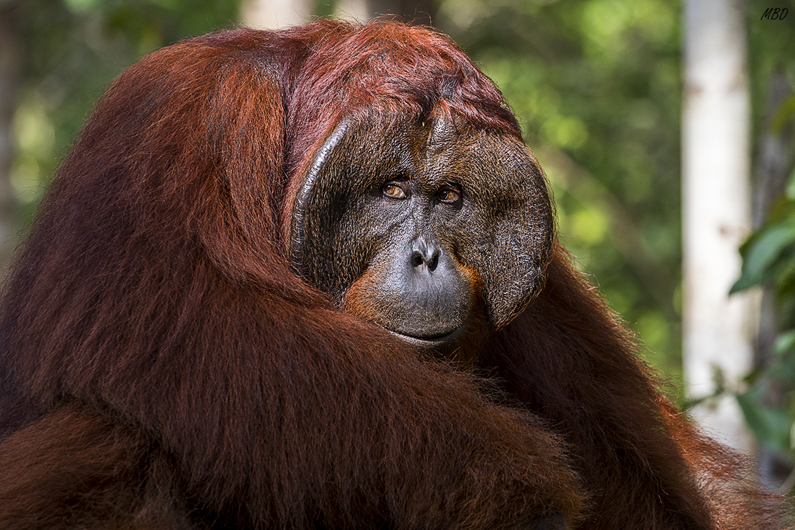 Aún a costa de dificultar vista y oído