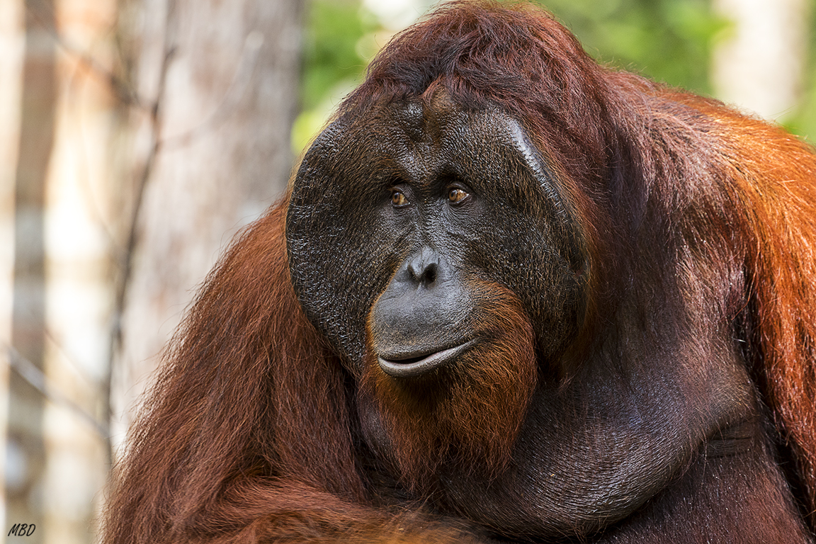 Y su barba de lider sabio