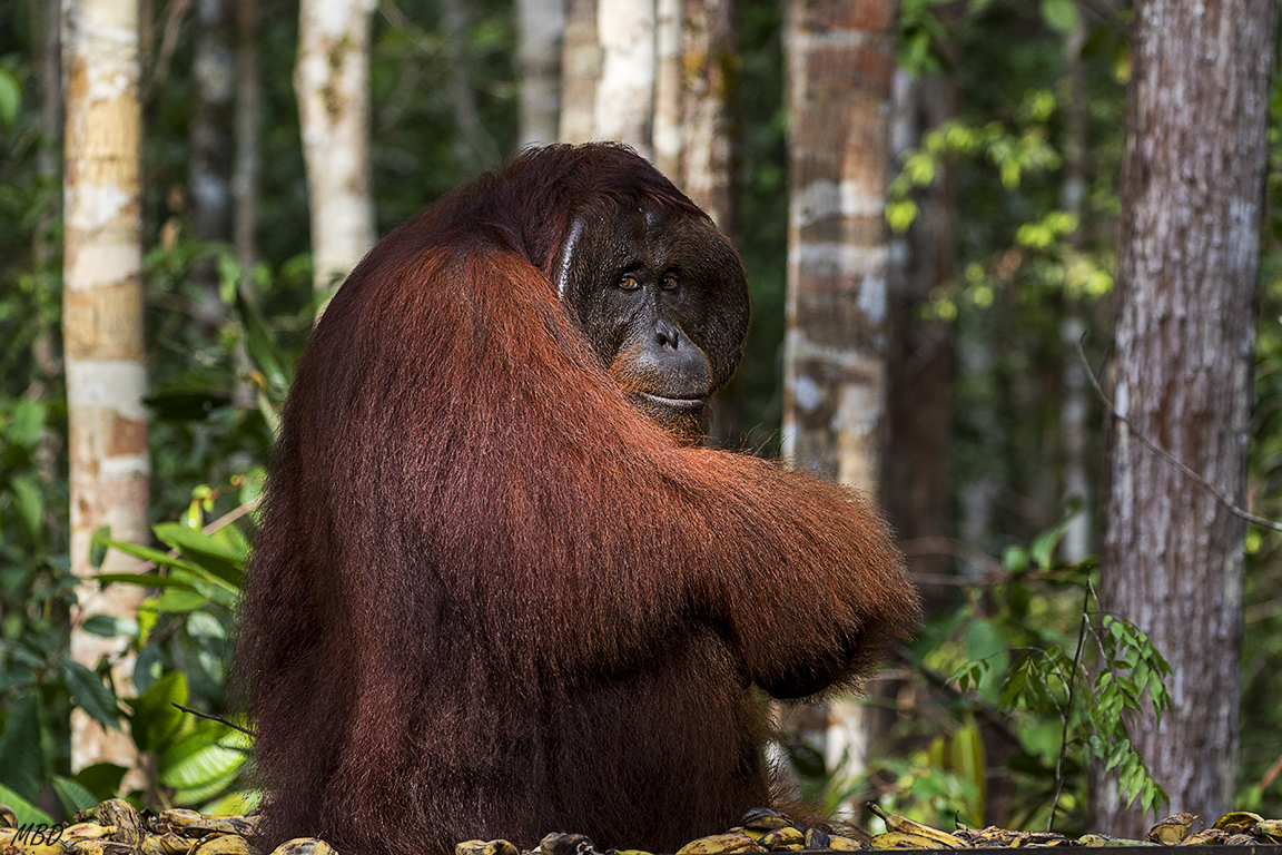 Le molestará nuestra presencia?