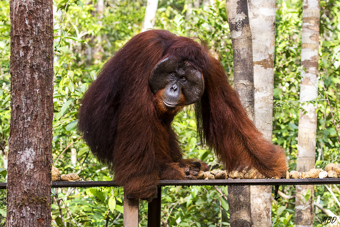 Su porte es tremendo