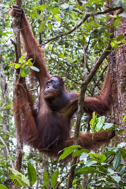 Esperarán que el gran macho se vaya