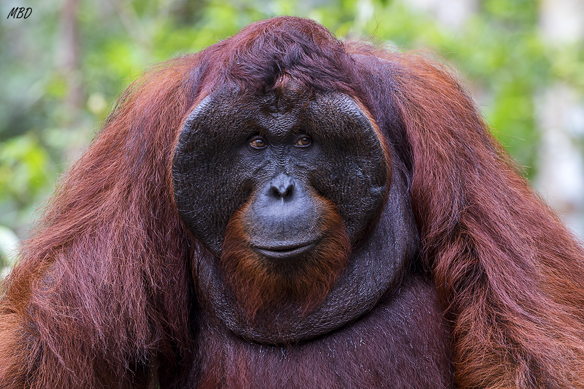 Ese rostro es impresionante