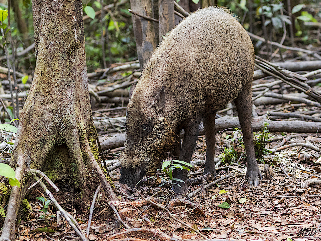 Un jabalí acude al banquete
