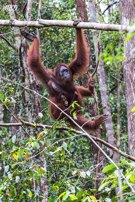 Habrá lazos familiares?