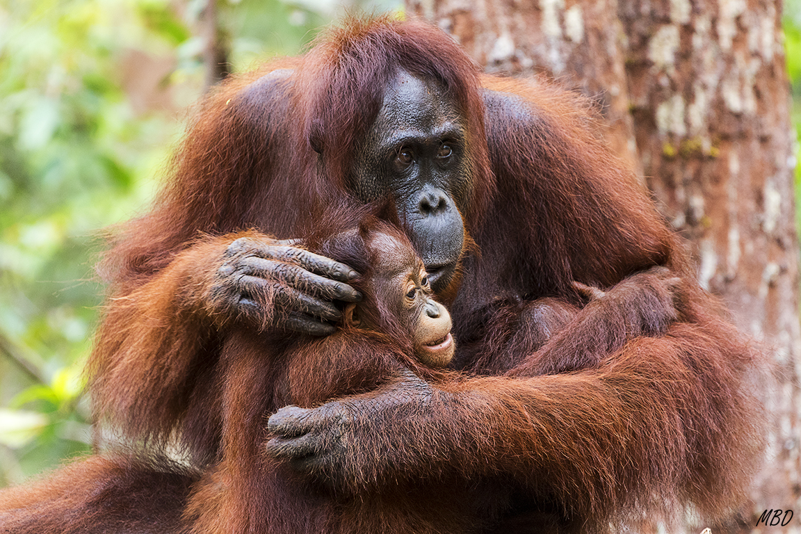 En el otro extremo de la plataforma, el macho parece ignorarlos