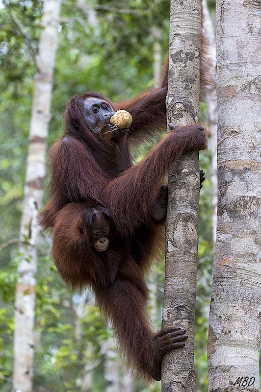 Y con gran facilidad, trepa con el pequeño